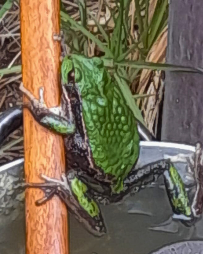 Andean Marsupial Frog