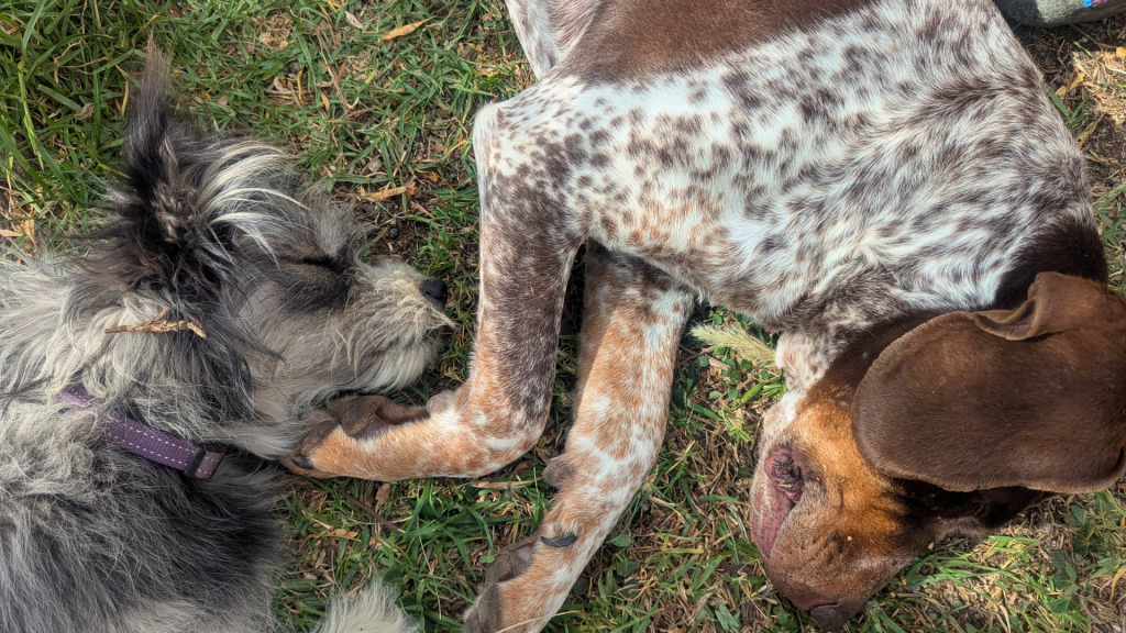 Dogs Whiskey and Pluma