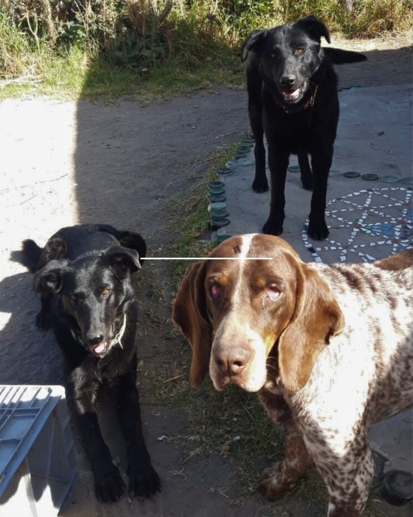 Lila, Seline, Whiskey