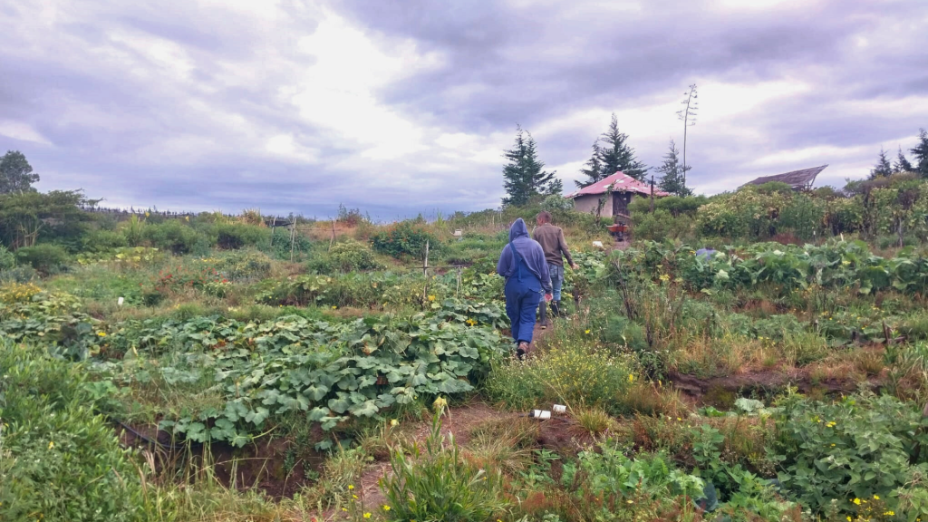 Organic Farming veggie beds